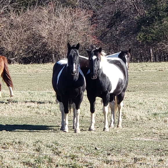 Meet your Posher, Jess - Picture 4 of 6